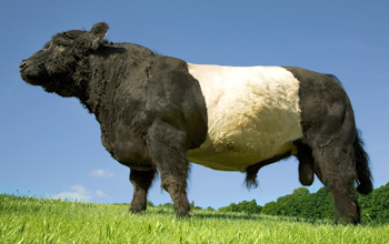 Robert - One of Our Magnificent Belted Galloways