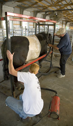 Our Belties Are Some of The Best Maintained Cattle In The Country