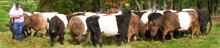 The Breed Header Image