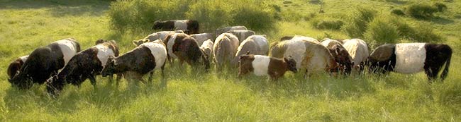 Belties In a Pasture