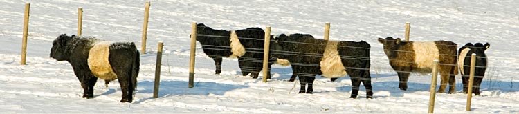 Belted Galloway Cattle