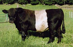 Anderson Hill Tierra Gold